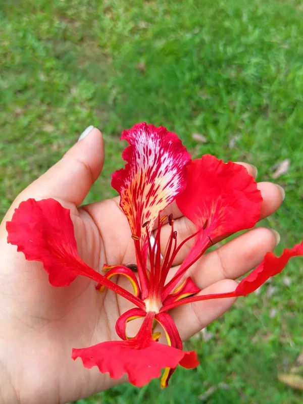 Indiana_Flame_Tree_Royal_Poinciana_Gulmohar_Krishnachura_Plant_For_Garden,_Pack_Of_1