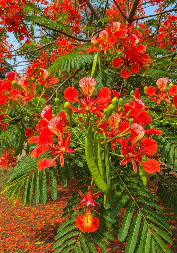 Indiana_Flame_Tree_Royal_Poinciana_Gulmohar_Krishnachura_Plant_For_Garden,_Pack_Of_1