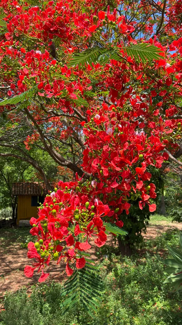 Indiana_Flame_Tree_Royal_Poinciana_Gulmohar_Krishnachura_Plant_For_Garden,_Pack_Of_1
