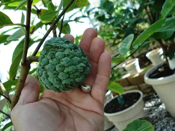 Custard_Apple_Unique_Fruit_Plant_&_Tree_(1.5-3.5_Ft_Height)_For_Home_Garden,_Well_Watered_Sitafal_Healthy_Plant_(Pack_Of_1)