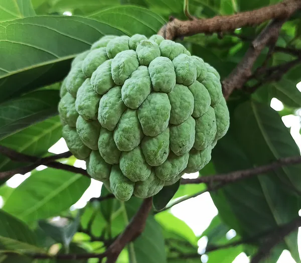 Custard_Apple_Unique_Fruit_Plant_&_Tree_(1.5-3.5_Ft_Height)_For_Home_Garden,_Well_Watered_Sitafal_Healthy_Plant_(Pack_Of_1)
