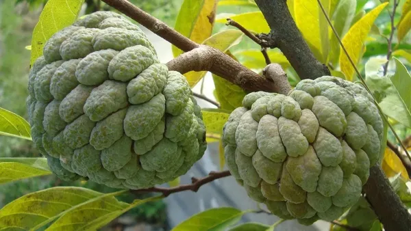 Custard_Apple_Unique_Fruit_Plant_&_Tree_(1.5-3.5_Ft_Height)_For_Home_Garden,_Well_Watered_Sitafal_Healthy_Plant_(Pack_Of_1)
