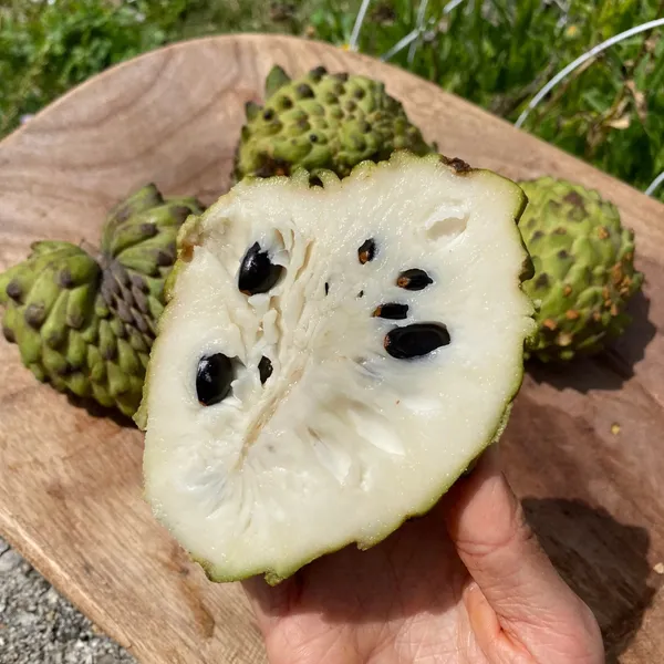 Custard_Apple_Unique_Fruit_Plant_&_Tree_(1.5-3.5_Ft_Height)_For_Home_Garden,_Well_Watered_Sitafal_Healthy_Plant_(Pack_Of_1)
