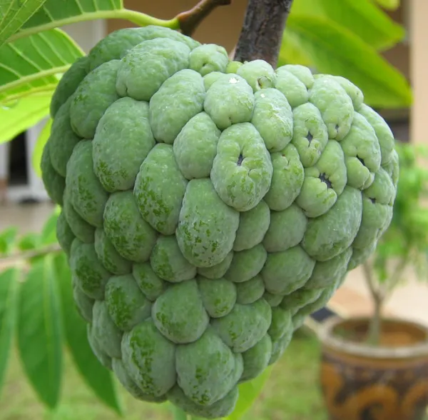 Custard_Apple_Unique_Fruit_Plant_&_Tree_(1.5-3.5_Ft_Height)_For_Home_Garden,_Well_Watered_Sitafal_Healthy_Plant_(Pack_Of_1)
