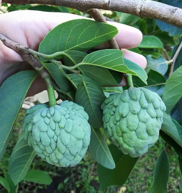 Custard_Apple_Unique_Fruit_Plant_&_Tree_(1.5-3.5_Ft_Height)_For_Home_Garden,_Well_Watered_Sitafal_Healthy_Plant_(Pack_Of_1)