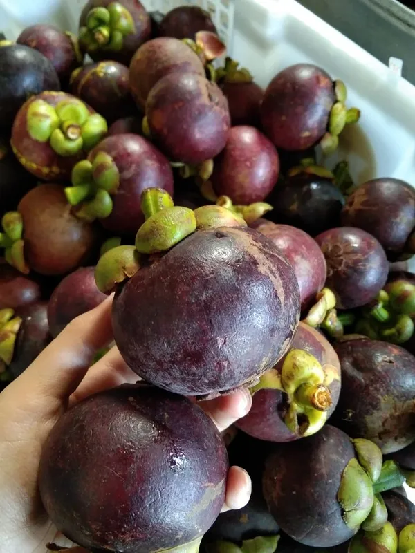 Thai_Purple_Mangosteen_(Garcinia_Mangostana)_Fruit_Tree_Plant_For_Home_Garden