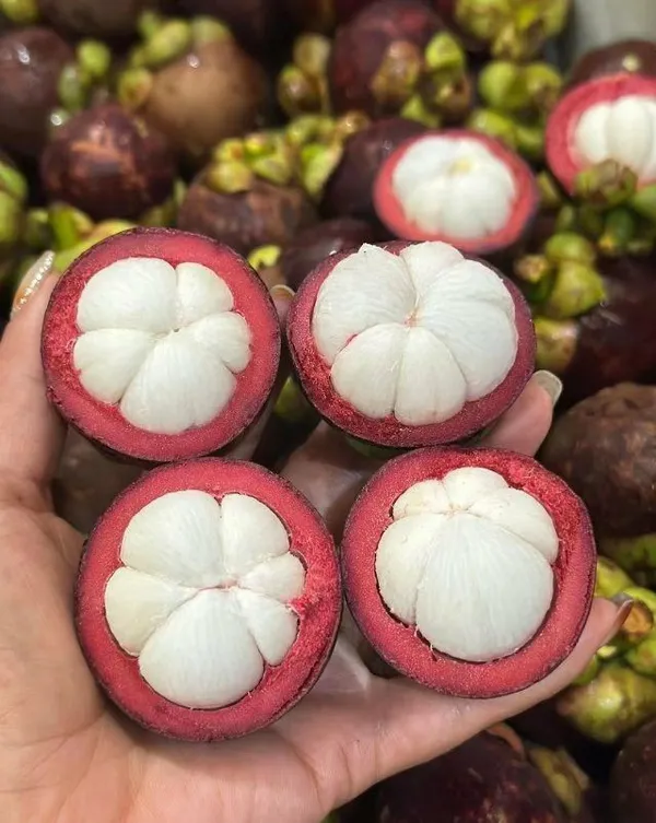 Thai_Purple_Mangosteen_(Garcinia_Mangostana)_Fruit_Tree_Plant_For_Home_Garden