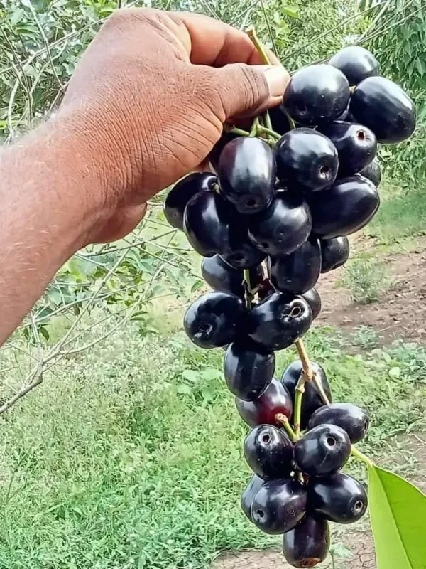 Thai_All_Time_Grafted_Jamun_Plant_(Hybrid,_Pack_of_1)
