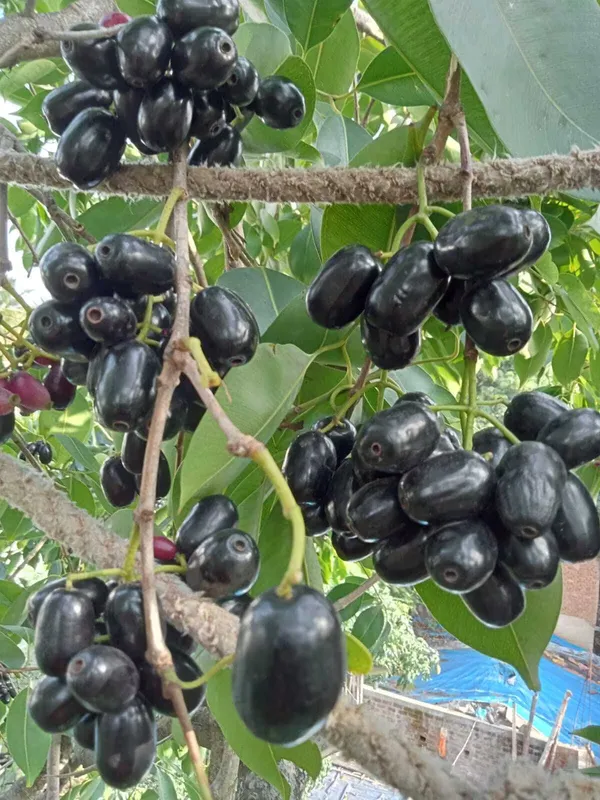 Thai_All_Time_Grafted_Jamun_Plant_(Hybrid,_Pack_of_1)