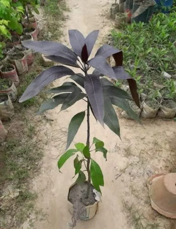 Blackstone_Mango_Grafted_Plant