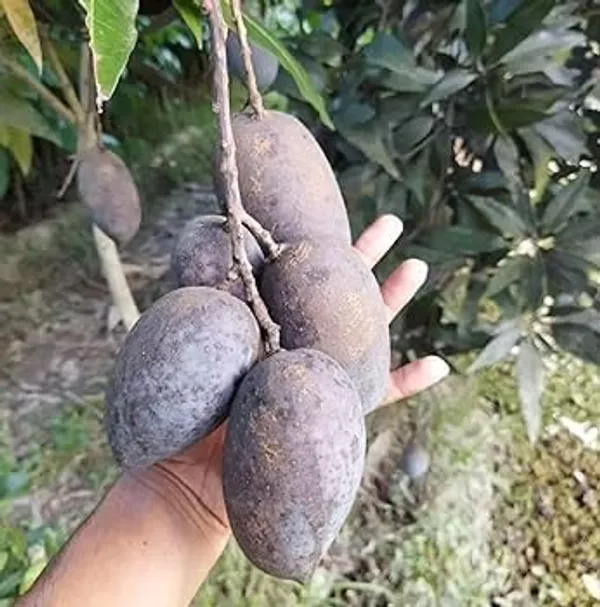 Blackstone_Mango_Grafted_Plant
