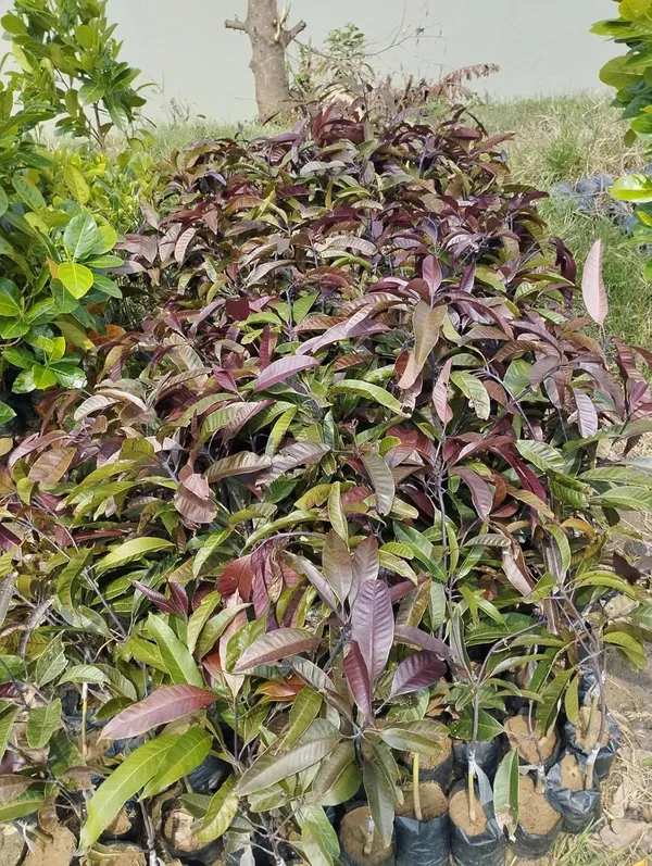Blackstone_Mango_Grafted_Plant