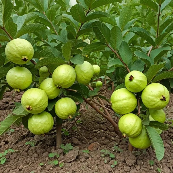 Seedless_(Grafted)_Madhuri_Guava_Hybrid_Fruit_Plant_&_Tree_For_Home_Garden_(Pack_of_1)