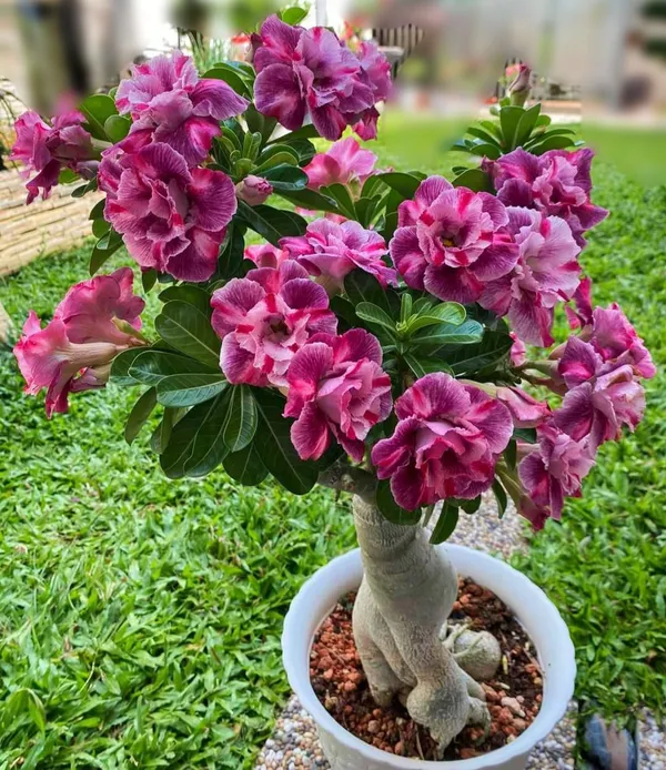 Desert_Rose_Variety_Beautiful_Adenium_Flower_Plant_For_Sweet_Home_Gardening_(Hybrid,_Pack_Of_1)