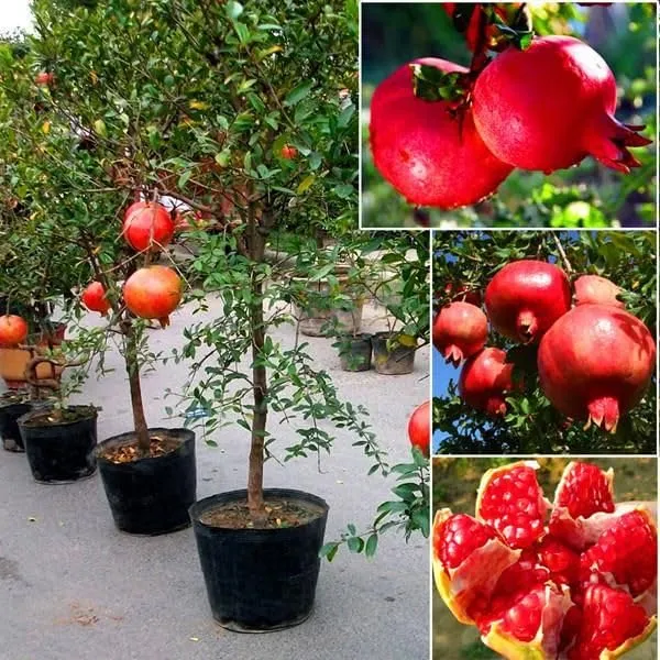 Dark_Red_Hybrid_Annar/Pomegranate_Plant_&_Tree_For_Garden_(1.5-3.5_Ft_Height)_Pack_Of_1