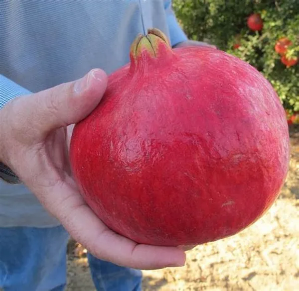 Dark_Red_Hybrid_Annar/Pomegranate_Plant_&_Tree_For_Garden_(1.5-3.5_Ft_Height)_Pack_Of_1
