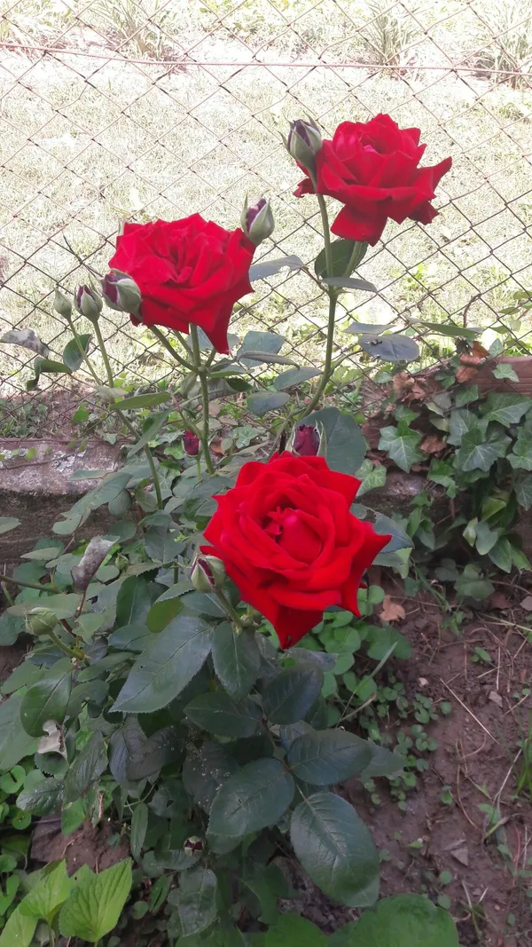 Dark_Red_Rose–_Premium_Flowering_Plant_|_Healthy_Nursery_Plant_for_Home_Garden,_Pots_&_Landscaping_|_Pack_Of_1