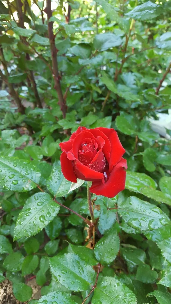 Dark_Red_Rose–_Premium_Flowering_Plant_|_Healthy_Nursery_Plant_for_Home_Garden,_Pots_&_Landscaping_|_Pack_Of_1