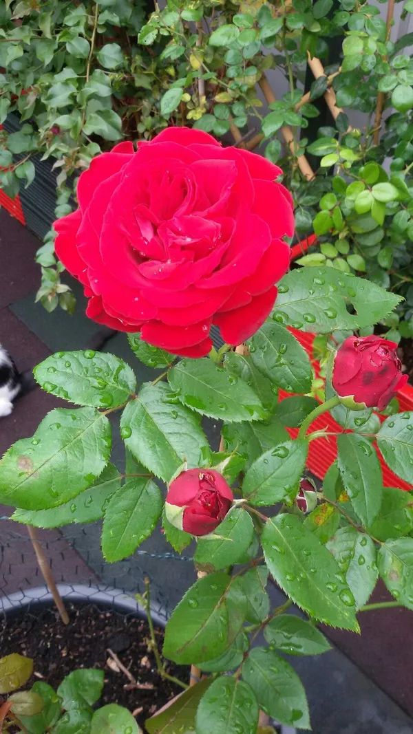 Dark_Red_Rose–_Premium_Flowering_Plant_|_Healthy_Nursery_Plant_for_Home_Garden,_Pots_&_Landscaping_|_Pack_Of_1