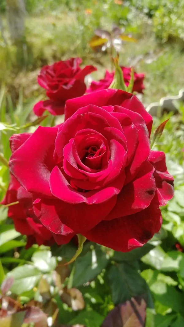Dark_Red_Rose–_Premium_Flowering_Plant_|_Healthy_Nursery_Plant_for_Home_Garden,_Pots_&_Landscaping_|_Pack_Of_1