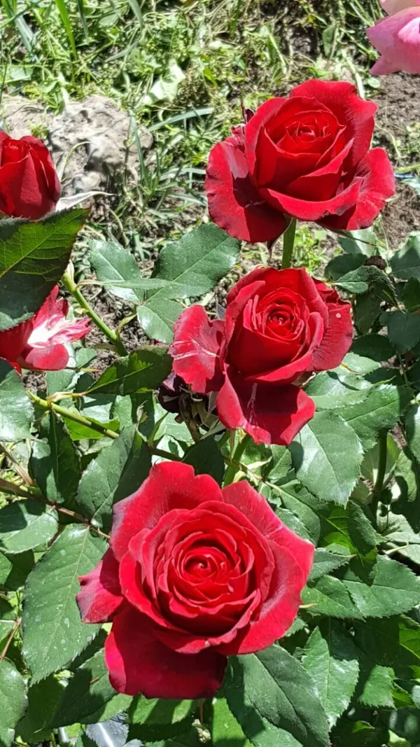 Dark_Red_Rose–_Premium_Flowering_Plant_|_Healthy_Nursery_Plant_for_Home_Garden,_Pots_&_Landscaping_|_Pack_Of_1