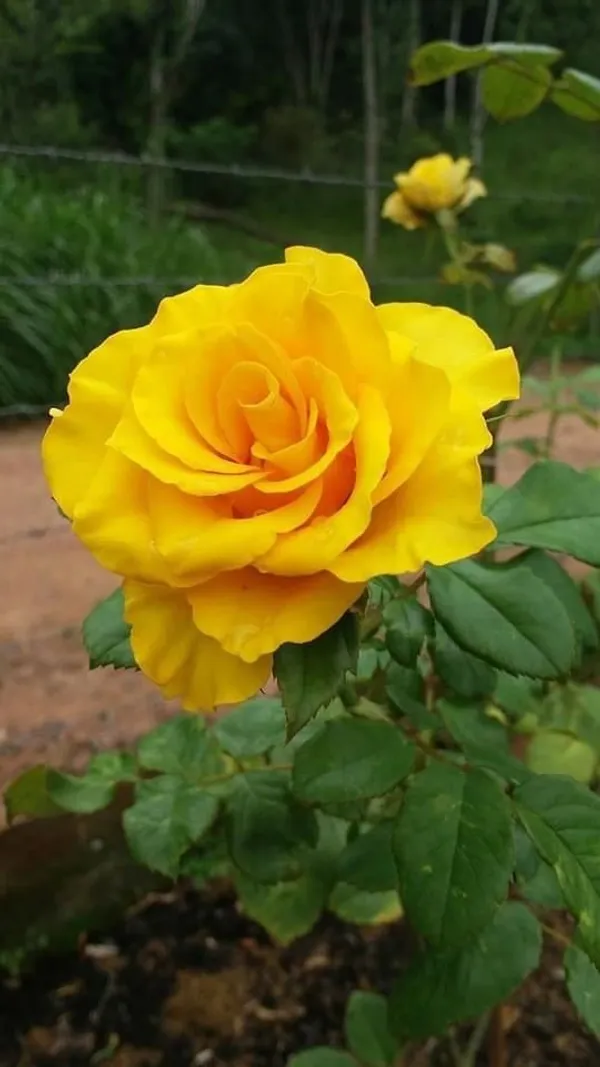 Dark_Yellow_Rose_Plant_–_High-Quality_Flowering_Rose_Bush_|_Fragrant,_Long-Blooming_Variety_|_Perfect_for_Garden,_Balcony_&_Outdoor_Landscaping