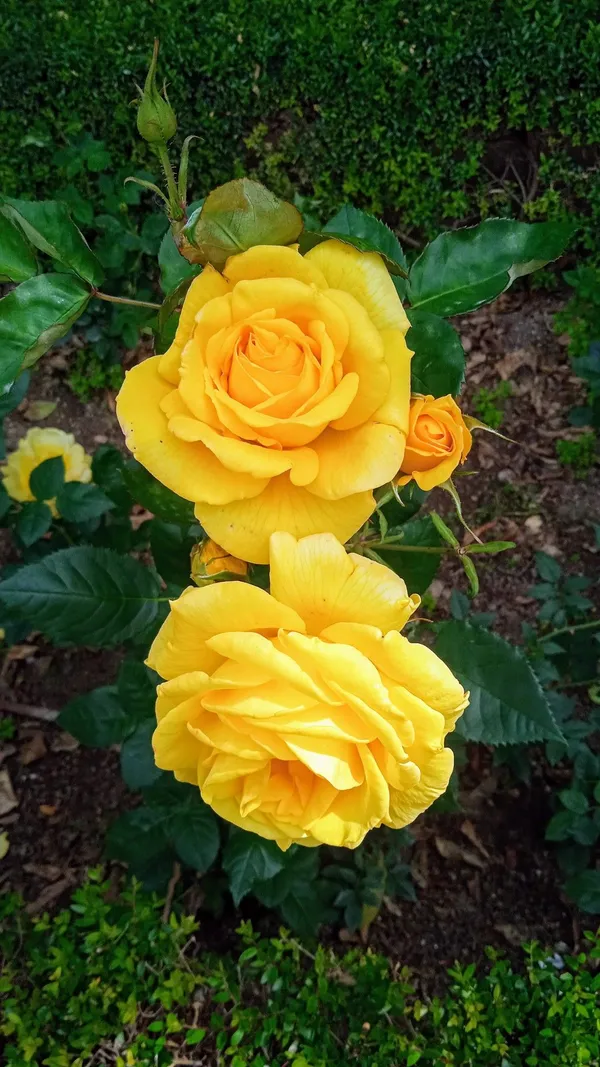 Dark_Yellow_Rose_Plant_–_High-Quality_Flowering_Rose_Bush_|_Fragrant,_Long-Blooming_Variety_|_Perfect_for_Garden,_Balcony_&_Outdoor_Landscaping