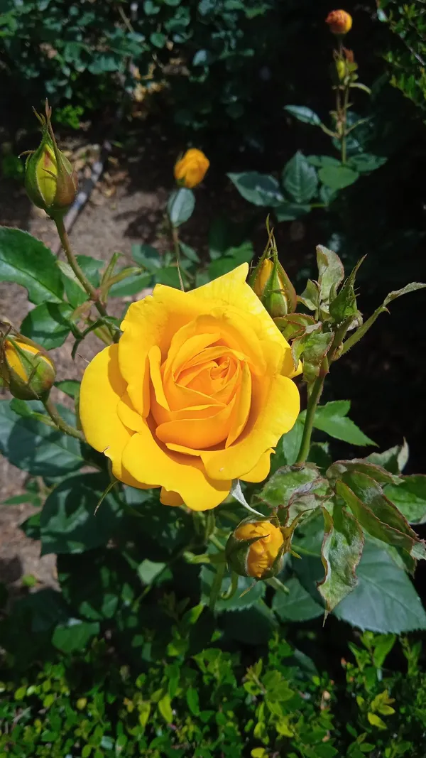 Dark_Yellow_Rose_Plant_–_High-Quality_Flowering_Rose_Bush_|_Fragrant,_Long-Blooming_Variety_|_Perfect_for_Garden,_Balcony_&_Outdoor_Landscaping