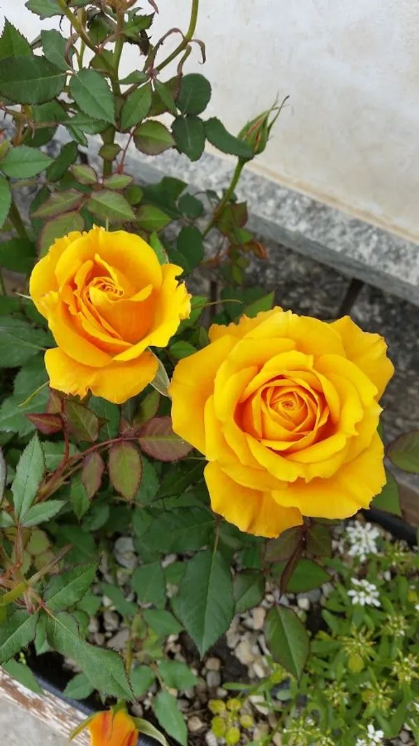 Dark_Yellow_Rose_Plant_–_High-Quality_Flowering_Rose_Bush_|_Fragrant,_Long-Blooming_Variety_|_Perfect_for_Garden,_Balcony_&_Outdoor_Landscaping