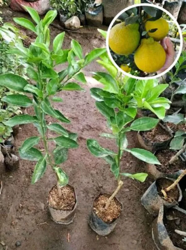 Dekopon_Orange_Fruit_Plant_&_Tree_For_Your_Home_Gardening_Super_Tasty_&_Healthy_Dekopon_Orange_Plant_(1.5-3.5_Ft_Hight)_Pack_Of_1