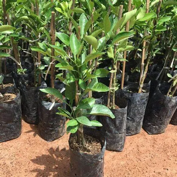 Dekopon_Orange_Fruit_Plant_&_Tree_For_Your_Home_Gardening_Super_Tasty_&_Healthy_Dekopon_Orange_Plant_(1.5-3.5_Ft_Hight)_Pack_Of_1