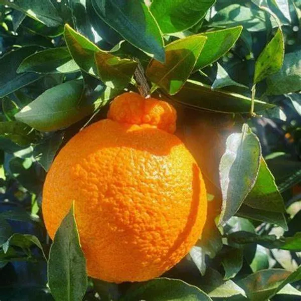 Dekopon_Orange_Fruit_Plant_&_Tree_For_Your_Home_Gardening_Super_Tasty_&_Healthy_Dekopon_Orange_Plant_(1.5-3.5_Ft_Hight)_Pack_Of_1