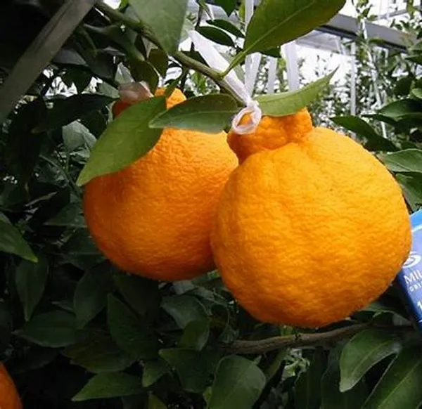 Dekopon_Orange_Fruit_Plant_&_Tree_For_Your_Home_Gardening_Super_Tasty_&_Healthy_Dekopon_Orange_Plant_(1.5-3.5_Ft_Hight)_Pack_Of_1