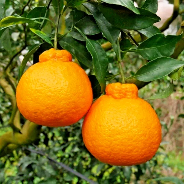Dekopon_Orange_Fruit_Plant_&_Tree_For_Your_Home_Gardening_Super_Tasty_&_Healthy_Dekopon_Orange_Plant_(1.5-3.5_Ft_Hight)_Pack_Of_1