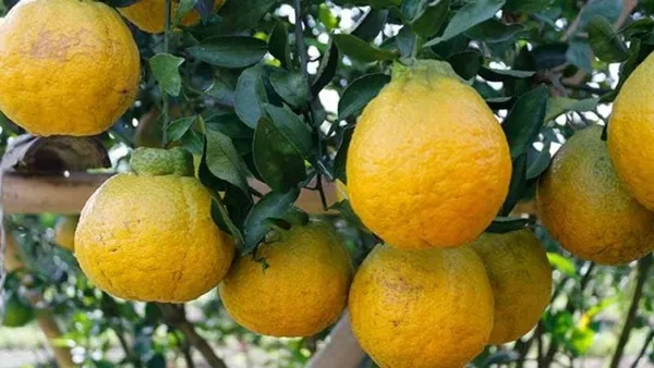 Dekopon_Orange_Fruit_Plant_&_Tree_For_Your_Home_Gardening_Super_Tasty_&_Healthy_Dekopon_Orange_Plant_(1.5-3.5_Ft_Hight)_Pack_Of_1