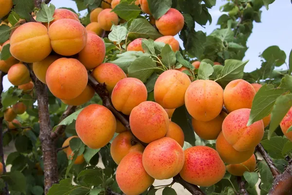 Delicious_Apricot_Healthy_Fruit_Plant_&_Tree_(1.5-3.5_Ft_Height)_Pack_Of_1