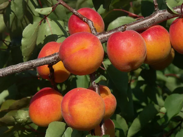Delicious_Apricot_Healthy_Fruit_Plant_&_Tree_(1.5-3.5_Ft_Height)_Pack_Of_1