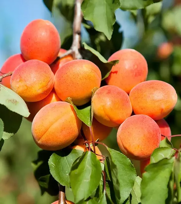 Delicious_Apricot_Healthy_Fruit_Plant_&_Tree_(1.5-3.5_Ft_Height)_Pack_Of_1