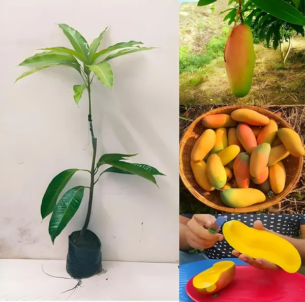 Delicious_Banana_Mango_Hybrid_Fruit_Plant_&_Tree_(1.5-3.5_Ft_Height)_For_Home_Garden,_Well_Watered_Mango_Plant_(Pack_Of_1)