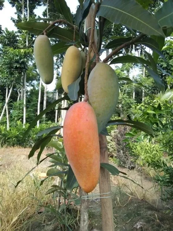 Delicious_Banana_Mango_Hybrid_Fruit_Plant_&_Tree_(1.5-3.5_Ft_Height)_For_Home_Garden,_Well_Watered_Mango_Plant_(Pack_Of_1)