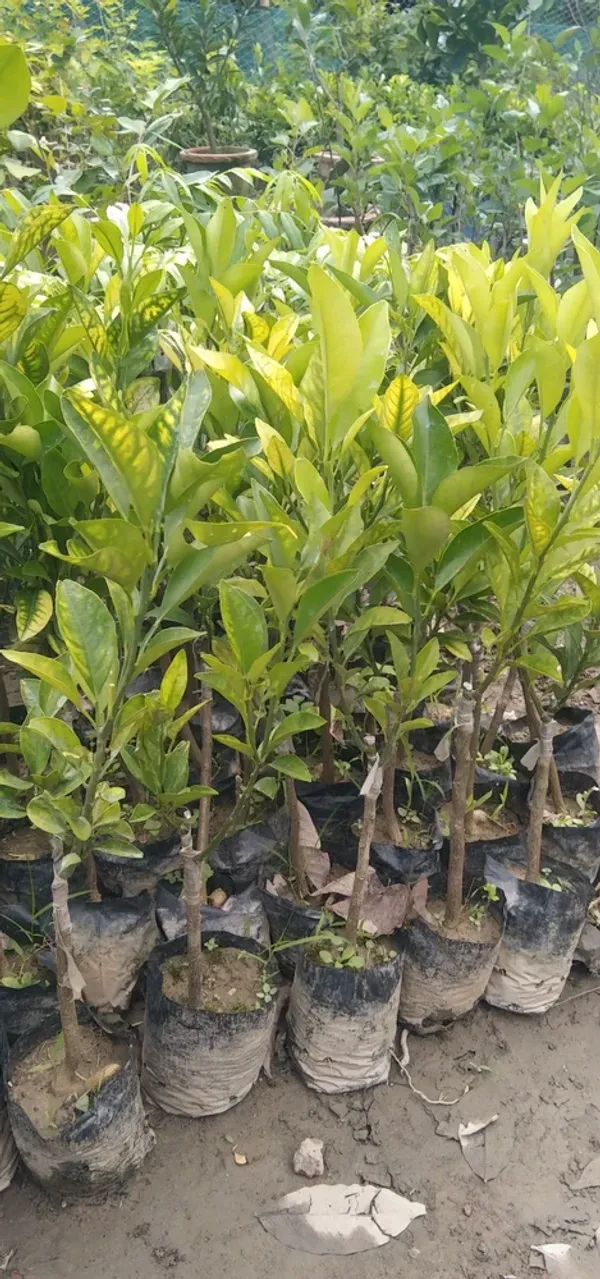 Delicious_Kinnow/Kinu_Orange_Fruit_Plant_&_Tree_(1.5-3.5_Ft_Hight)_For_Home_Garden_Kinnow_Orange_Hybrid_Fruit_Plant_(Pack_Of_1)