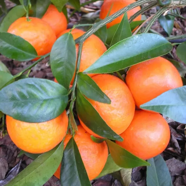 Delicious_Kinnow/Kinu_Orange_Fruit_Plant_&_Tree_(1.5-3.5_Ft_Hight)_For_Home_Garden_Kinnow_Orange_Hybrid_Fruit_Plant_(Pack_Of_1)