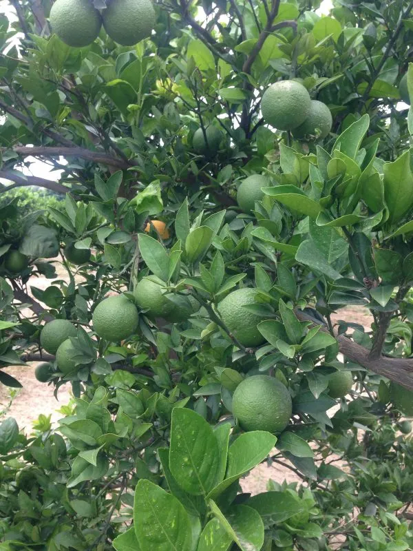 Delicious_Kinnow/Kinu_Orange_Fruit_Plant_&_Tree_(1.5-3.5_Ft_Hight)_For_Home_Garden_Kinnow_Orange_Hybrid_Fruit_Plant_(Pack_Of_1)