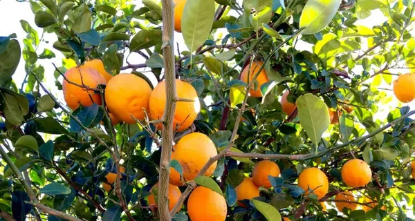 Delicious_Kinnow/Kinu_Orange_Fruit_Plant_&_Tree_(1.5-3.5_Ft_Hight)_For_Home_Garden_Kinnow_Orange_Hybrid_Fruit_Plant_(Pack_Of_1)