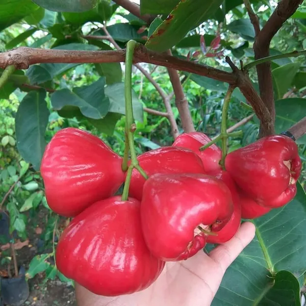 Delicious_Red_Java_Apple/Jambul_Ready_To_Fruit_Plant_&_Tree_For_Garden,_Pack_Of_1