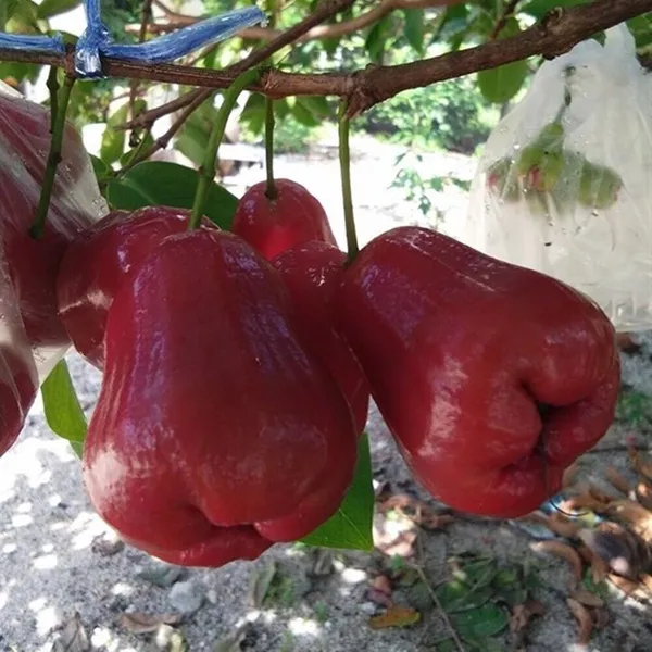 Delicious_Red_Java_Apple/Jambul_Ready_To_Fruit_Plant_&_Tree_For_Garden,_Pack_Of_1