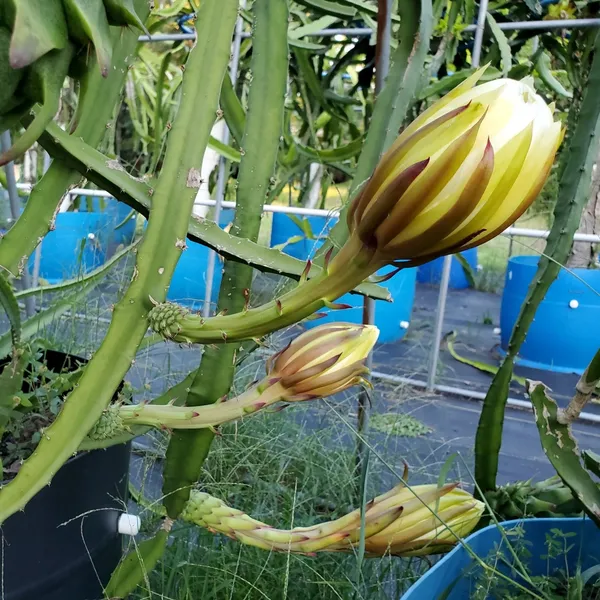 Delicious_&_Healthy_Dragon_Fruit_Plant_&_Tree_(1.5-3.5_Ft_Height)_For_Gardening,_Pack_Of_1