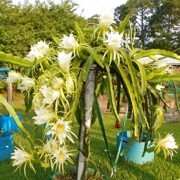 Delicious_&_Healthy_Dragon_Fruit_Plant_&_Tree_(1.5-3.5_Ft_Height)_For_Gardening,_Pack_Of_1