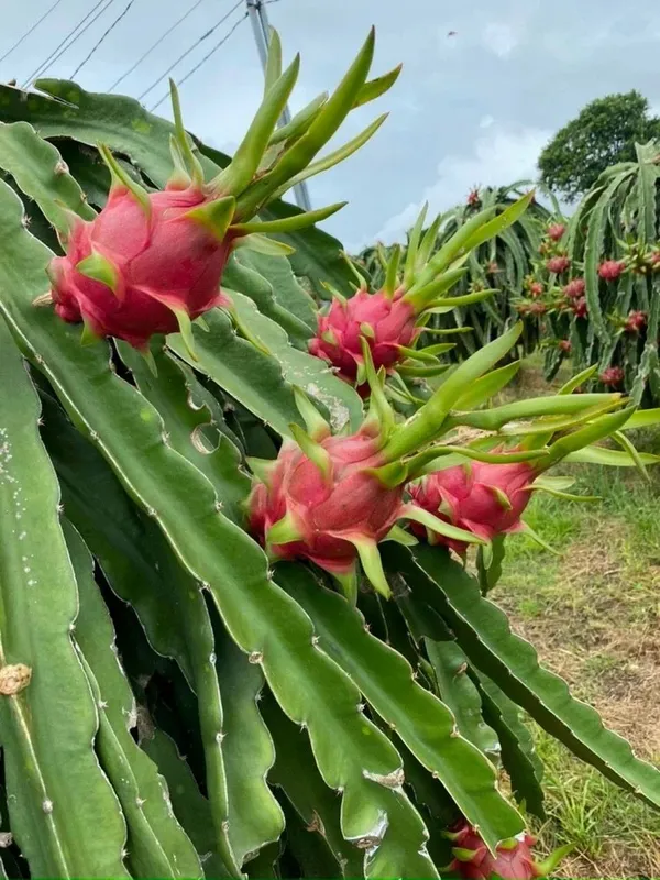 Delicious_&_Healthy_Dragon_Fruit_Plant_&_Tree_(1.5-3.5_Ft_Height)_For_Gardening,_Pack_Of_1