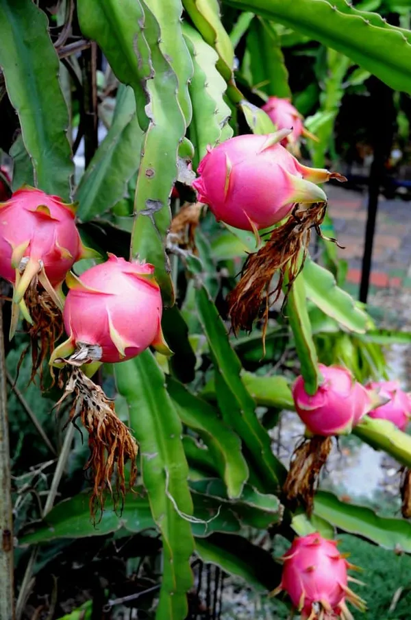 Delicious_&_Healthy_Dragon_Fruit_Plant_&_Tree_(1.5-3.5_Ft_Height)_For_Gardening,_Pack_Of_1